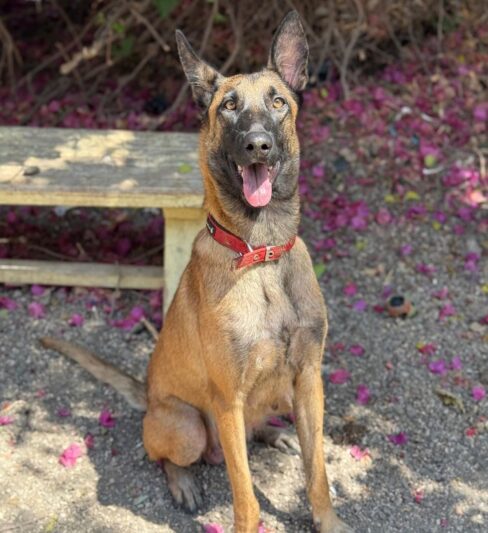 בילבי – רועה בלגי