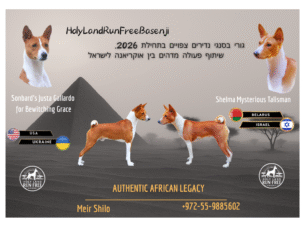 גורי בסנגי נדירים בישראל