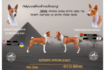 גורי בסנגי נדירים בישראל