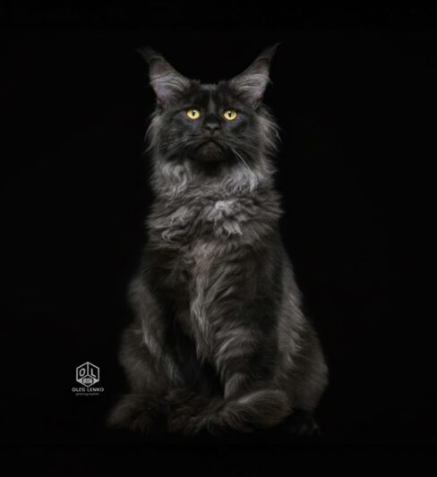 מיין קונים Rhododendron