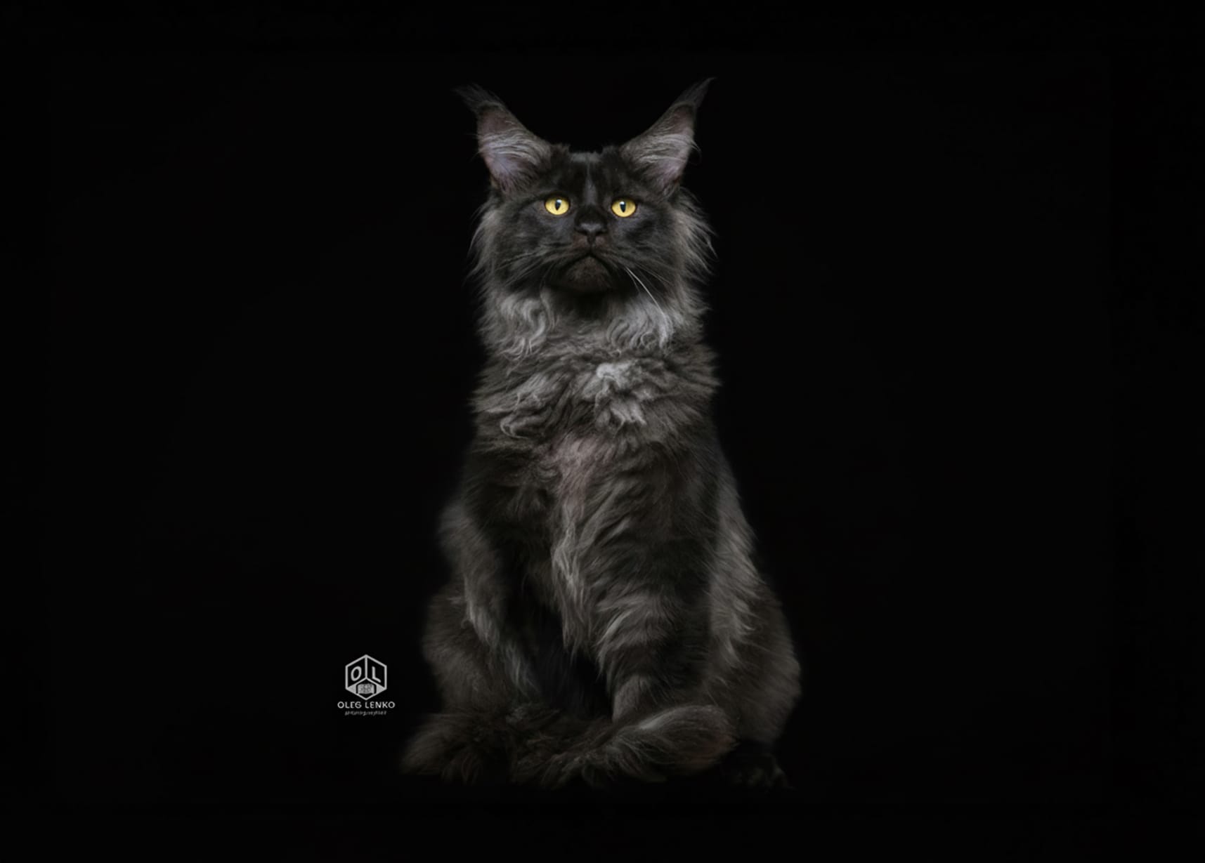 מיין קונים Rhododendron