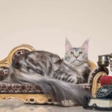 u4917-IMG-20250605-WA0002