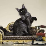 u4917-IMG-20250605-WA0030