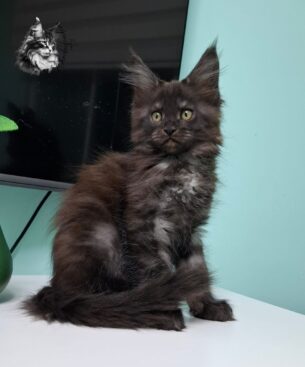 מיין קון גזעי מבית גידול Rhododendron