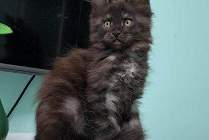 מיין קון גזעי מבית גידול Rhododendron