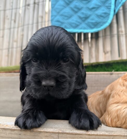 מור דוגס וקוקר ספניאל אנגלי