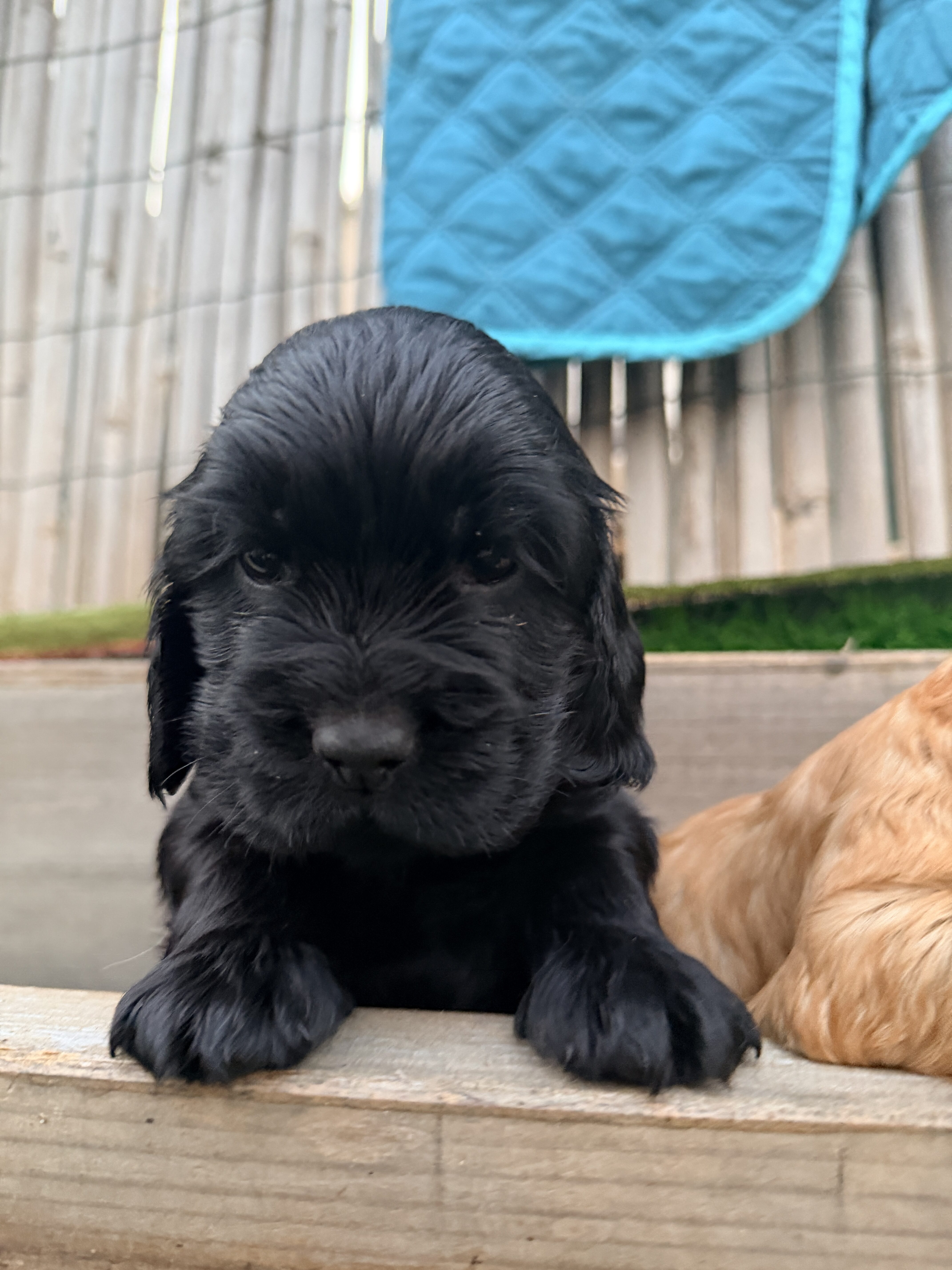 מור דוגס וקוקר ספניאל אנגלי