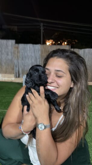 קוקר ספניאל למכירה