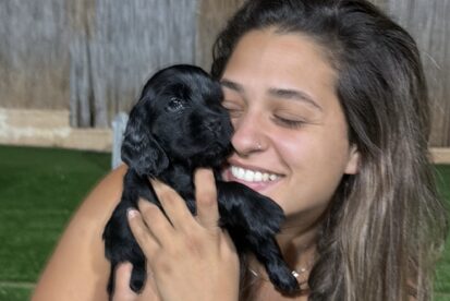 קוקר ספניאל למכירה