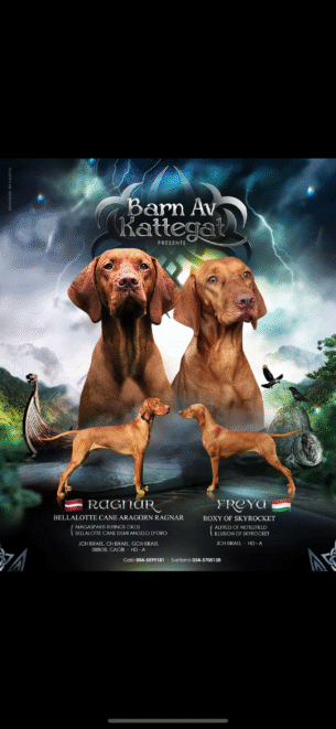 גורי ויסלה למכירה