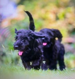 גורי שנאוצר ענק למכירה