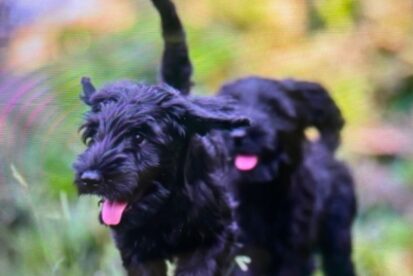 גורי שנאוצר ענק למכירה