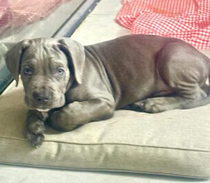 גור קאנה קורסו גזעי אפור למכירה