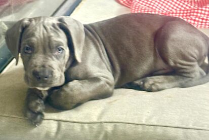 גור קאנה קורסו גזעי אפור למכירה