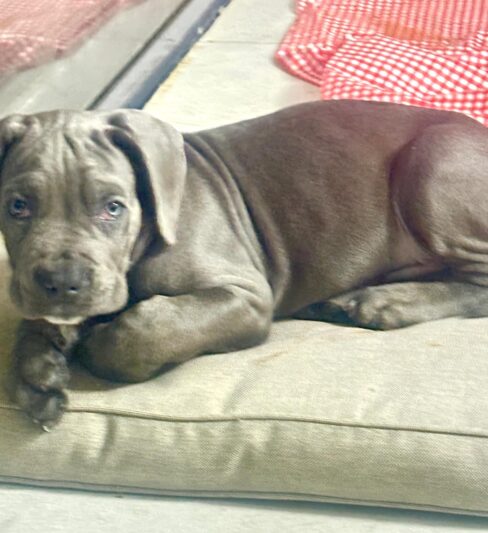 גור קאנה קורסו גזעי אפור למכירה