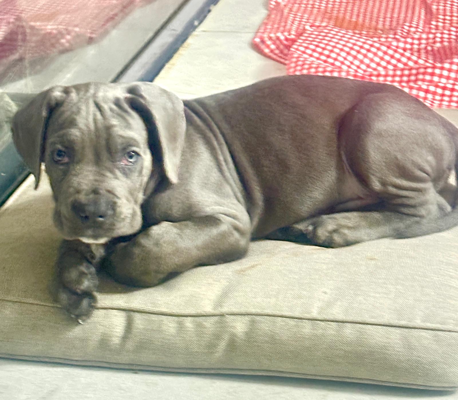 גור קאנה קורסו גזעי אפור למכירה