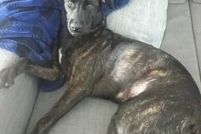 גור בן כמה חודשים מחפש בית חם