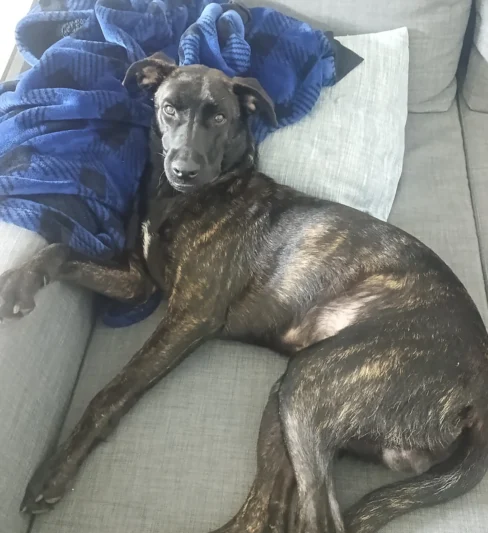 גור בן כמה חודשים מחפש בית חם