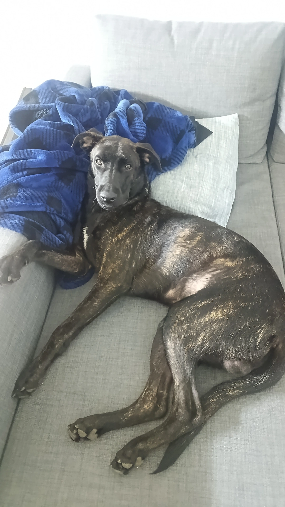 גור בן כמה חודשים מחפש בית חם