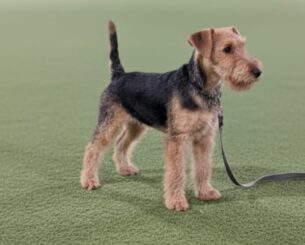 גור של לייקלנד טרייר