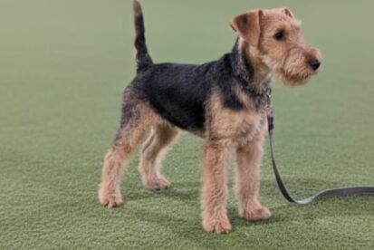 גור של לייקלנד טרייר