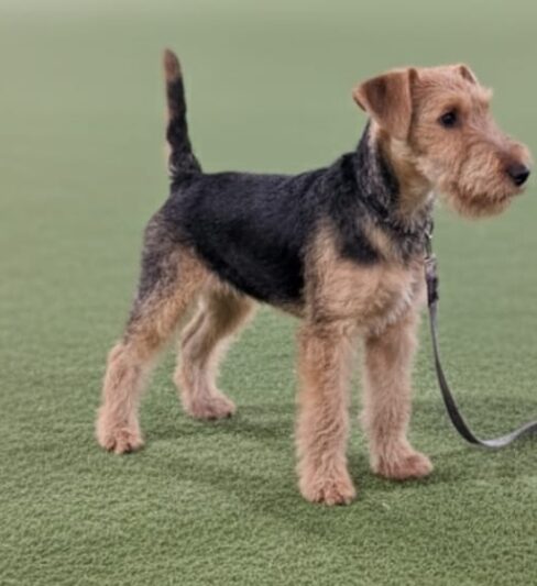 גור של לייקלנד טרייר