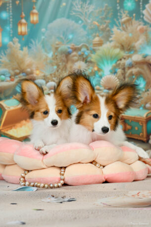 גורי פפילון גזעיים