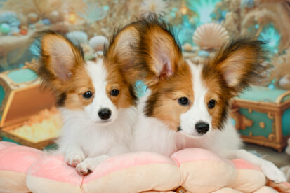 גורי פפילון גזעיים