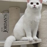 u730-WhatsApp-Image-2025-12-05-at-12.00.02-1