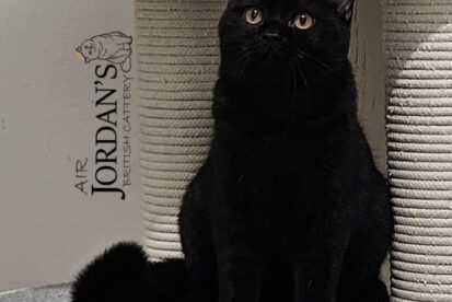 גורים בריטיים גזעיים קצרי שיער בני 6 חודשים