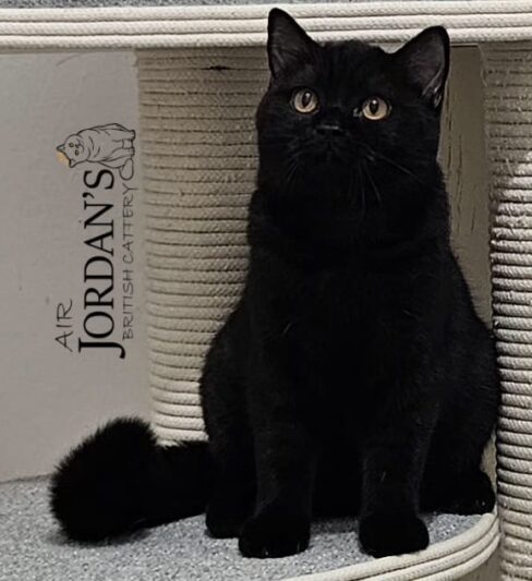 גורים בריטיים גזעיים קצרי שיער בני 6 חודשים