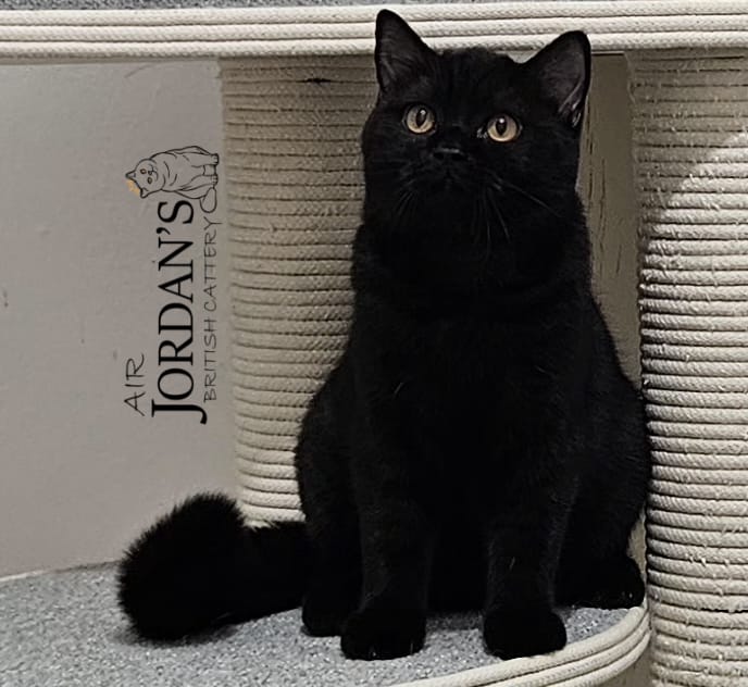 גורים בריטיים גזעיים קצרי שיער בני 6 חודשים