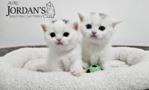 גורים בריטי גזעי מבית הגידול המוביל Air Jordan