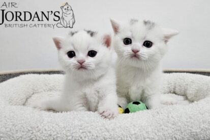 גורים בריטי גזעי מבית הגידול המוביל Air Jordan