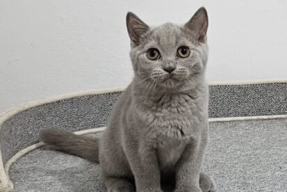 גורים בריטי גזעי מבית הגידול המוביל Air Jordan