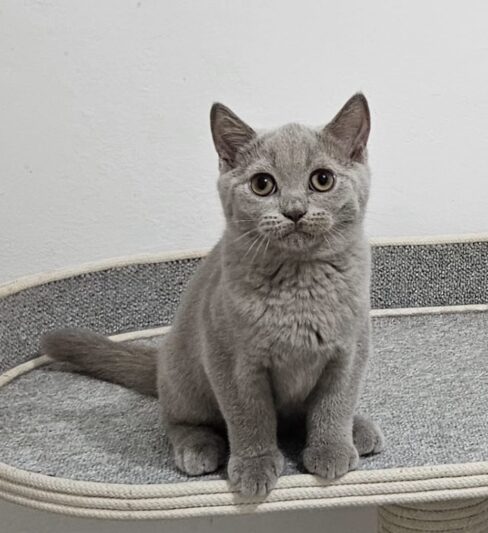 גורים בריטי גזעי מבית הגידול המוביל Air Jordan