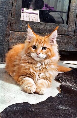 גורים מיין קון