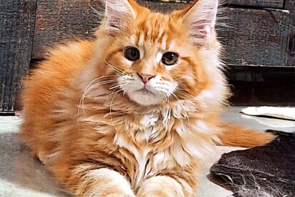 גורים מיין קון