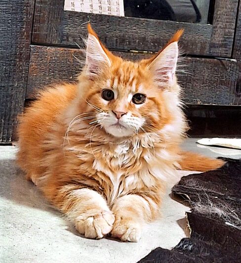 גורים מיין קון