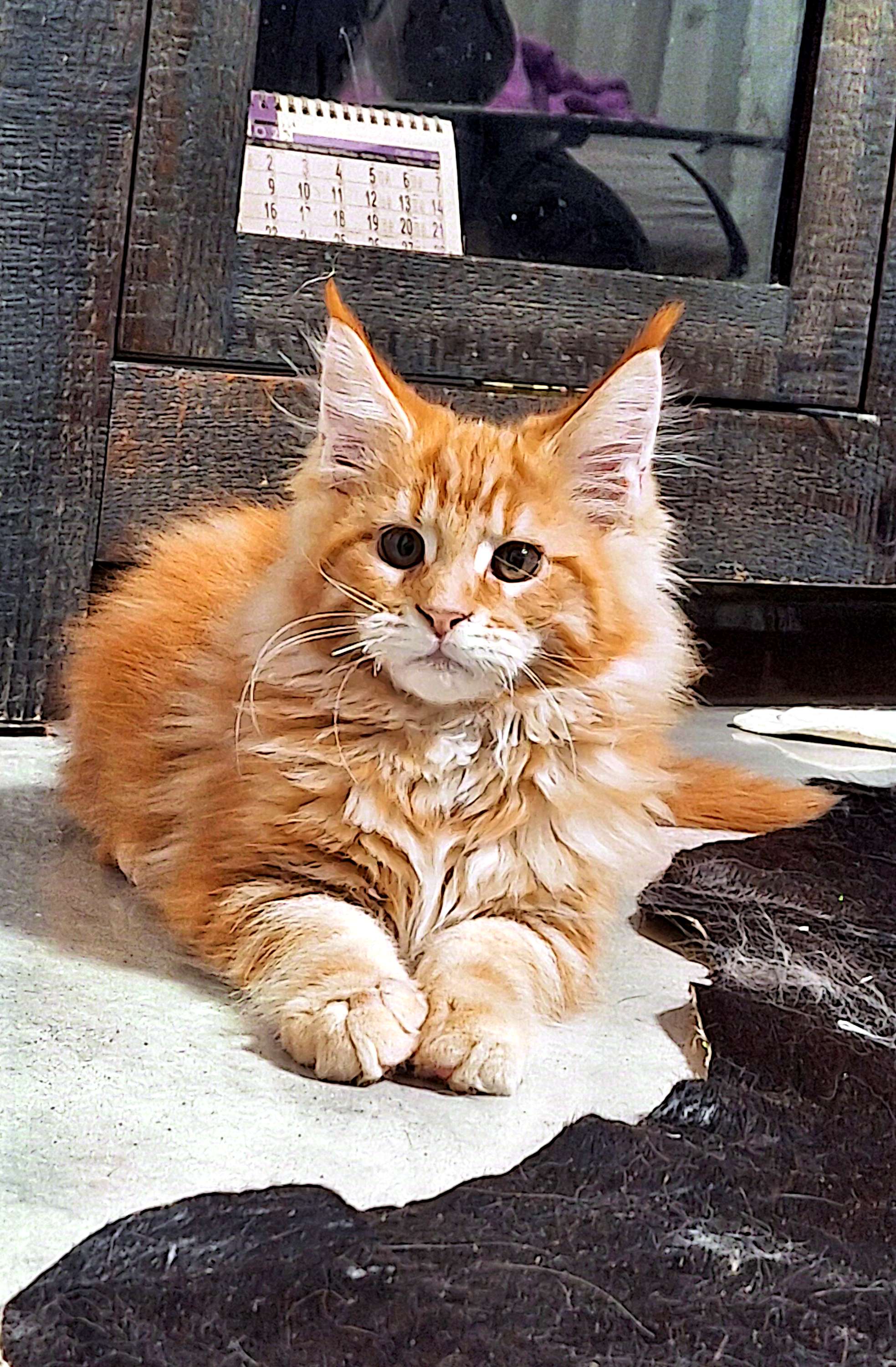 גורים מיין קון