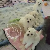 u2377-Screenshot_20260113_103830_Gallery-1