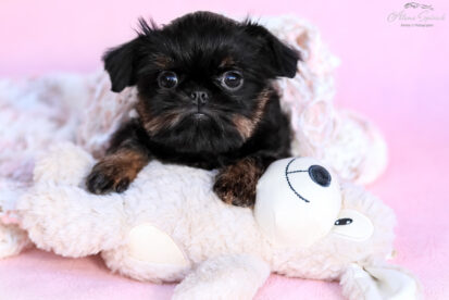 גורי גריפון מהממים, גזע נדיר בארץ