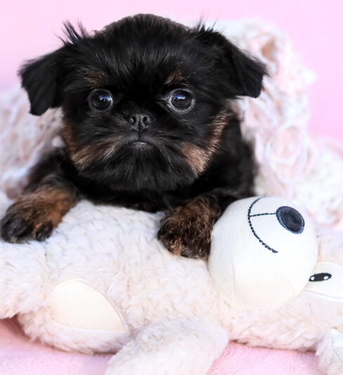 גורי גריפון מהממים, גזע נדיר בארץ