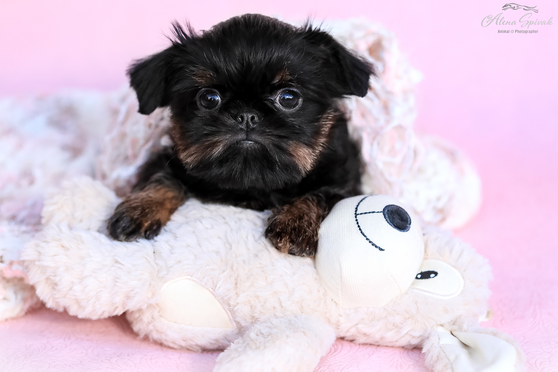 גורי גריפון מהממים, גזע נדיר בארץ