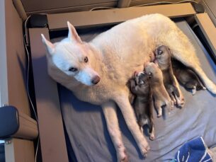 המלטה מיוחדת של האסקי סיבירי