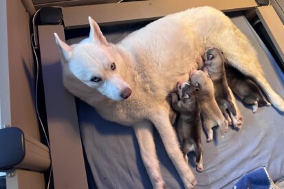 המלטה מיוחדת של האסקי סיבירי