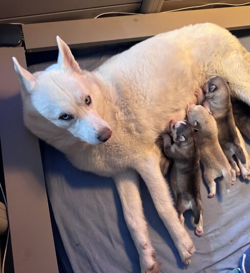 המלטה מיוחדת של האסקי סיבירי