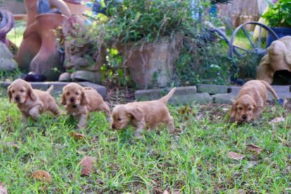 קוקר ספניאל אנגלי גור זכר אחרון