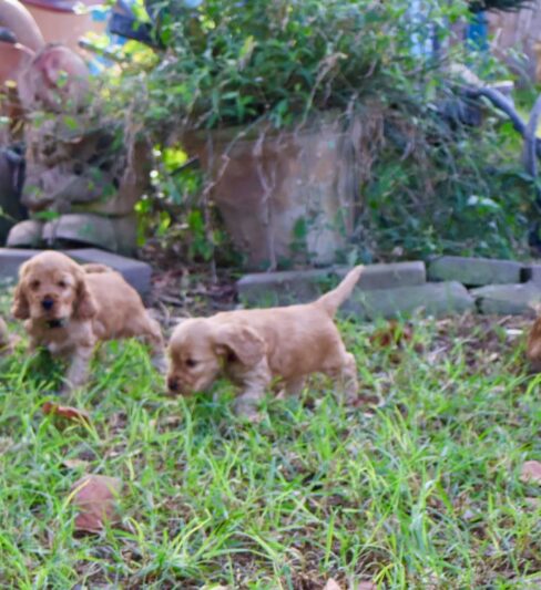 קוקר ספניאל אנגלי גור זכר אחרון