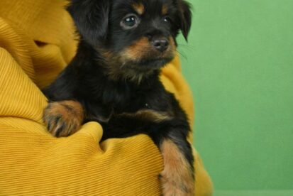 טוי רוסי ארוך שיער русский той